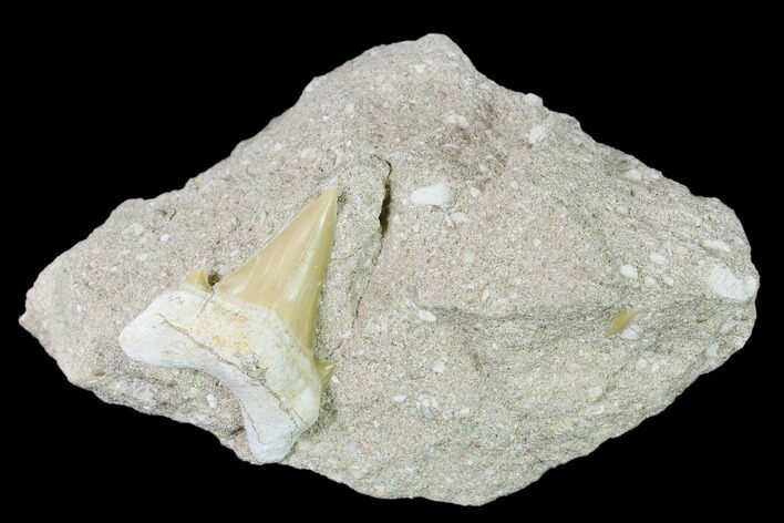 Otodus Shark Tooth Fossil in Rock - Eocene #139935